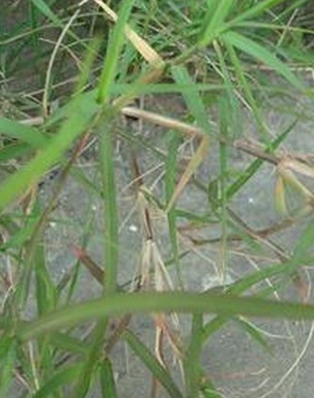 標題：狗牙根
瀏覽次數：2757
發(fā)表時(shí)間：2017-11-02