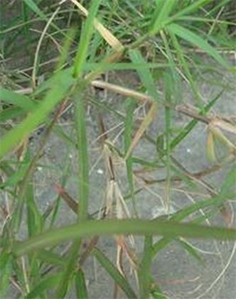 標題：狗牙根
瀏覽次數：2756
發(fā)表時(shí)間：2017-11-02