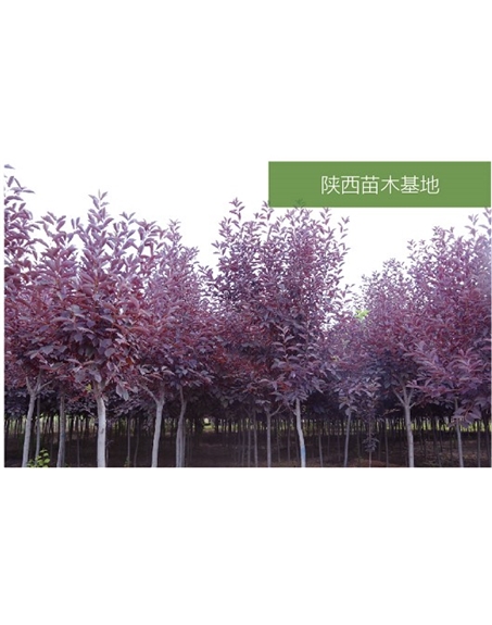 標題：苗木基地
瀏覽次數：2322
發(fā)表時(shí)間：2020-10-17