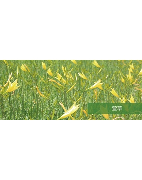 標題：地被
瀏覽次數：1848
發(fā)表時(shí)間：2020-10-17