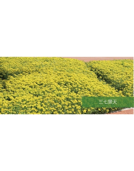標題：地被
瀏覽次數：2137
發(fā)表時(shí)間：2020-10-17