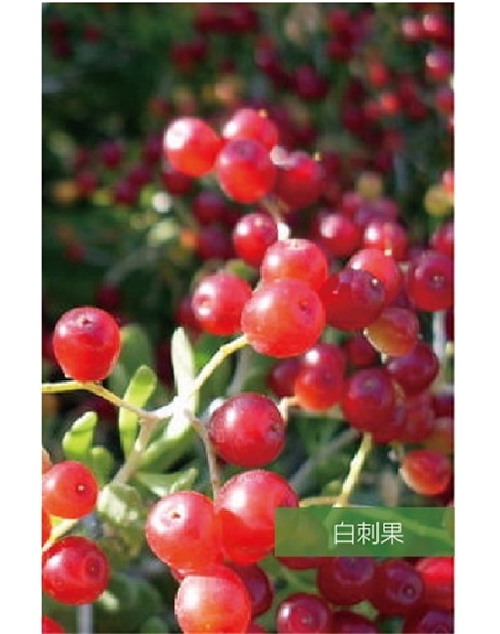 標題：名貴樹(shù)種
瀏覽次數：1726
發(fā)表時(shí)間：2020-10-17