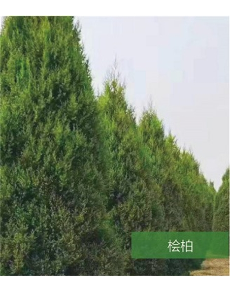 標題：名貴樹(shù)種
瀏覽次數：1575
發(fā)表時(shí)間：2020-10-17