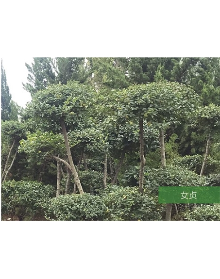標題：名貴樹(shù)種
瀏覽次數：1614
發(fā)表時(shí)間：2020-10-17