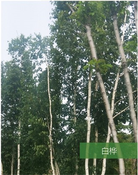 標題：名貴樹(shù)種
瀏覽次數：1716
發(fā)表時(shí)間：2020-10-17