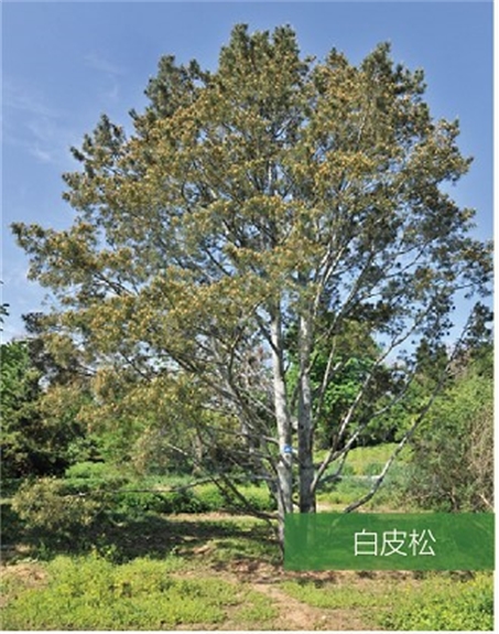 標題：名貴樹(shù)種
瀏覽次數：2229
發(fā)表時(shí)間：2020-10-17