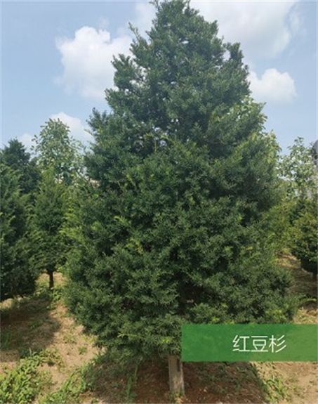標題：名貴樹(shù)種
瀏覽次數：2063
發(fā)表時(shí)間：2020-10-17