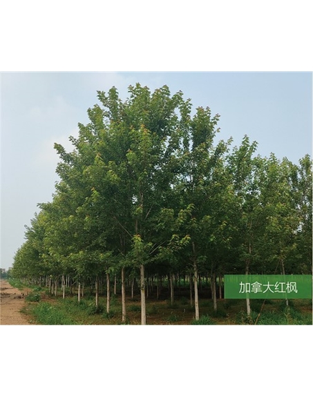 標題：名貴樹(shù)種
瀏覽次數：1945
發(fā)表時(shí)間：2020-10-17
