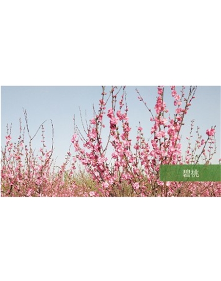 標題：?jiǎn)坦嗄?瀏覽次數：1546
發(fā)表時(shí)間：2020-10-17