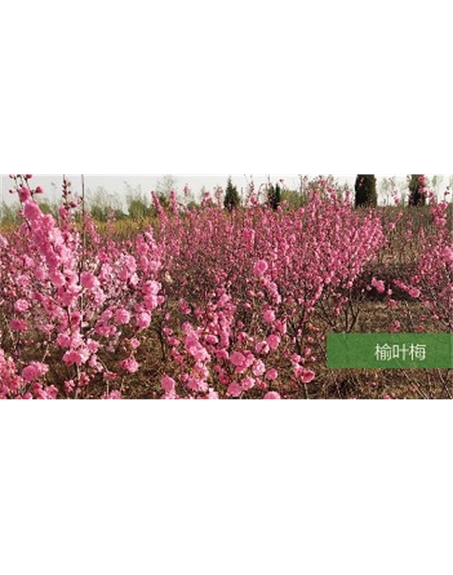 標題：?jiǎn)坦嗄?瀏覽次數：1602
發(fā)表時(shí)間：2020-10-17