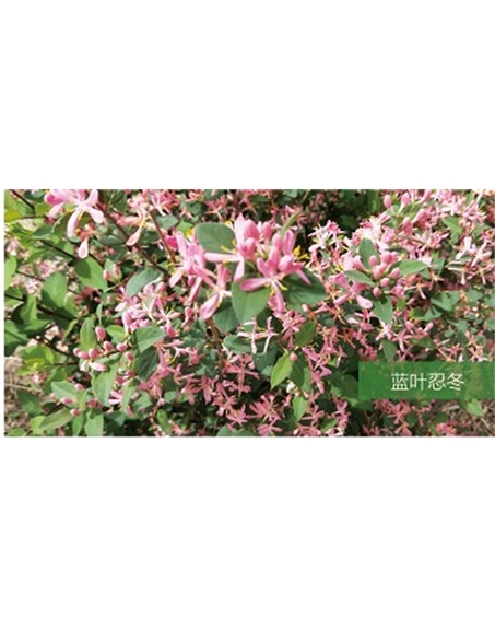 標題：?jiǎn)坦嗄?瀏覽次數：1534
發(fā)表時(shí)間：2020-10-17
