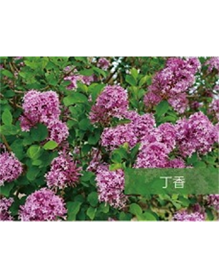 標題：?jiǎn)坦嗄?瀏覽次數：1527
發(fā)表時(shí)間：2020-10-17