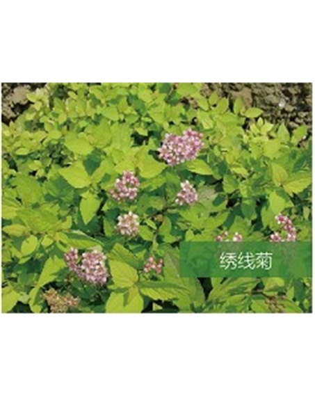標題：?jiǎn)坦嗄?瀏覽次數：1650
發(fā)表時(shí)間：2020-10-17