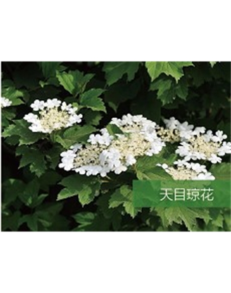 標題：?jiǎn)坦嗄?瀏覽次數：1645
發(fā)表時(shí)間：2020-10-17