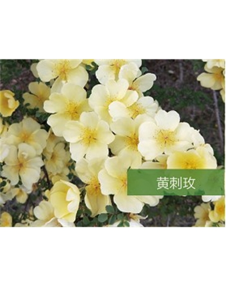 標題：?jiǎn)坦嗄?瀏覽次數：1464
發(fā)表時(shí)間：2020-10-17
