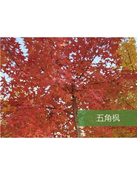 標題：?jiǎn)坦嗄?瀏覽次數：1607
發(fā)表時(shí)間：2020-10-17
