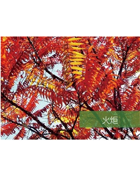 標題：?jiǎn)坦嗄?瀏覽次數：1543
發(fā)表時(shí)間：2020-10-17