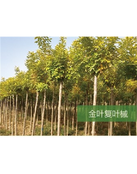 標題：?jiǎn)坦嗄?瀏覽次數：2071
發(fā)表時(shí)間：2020-10-17