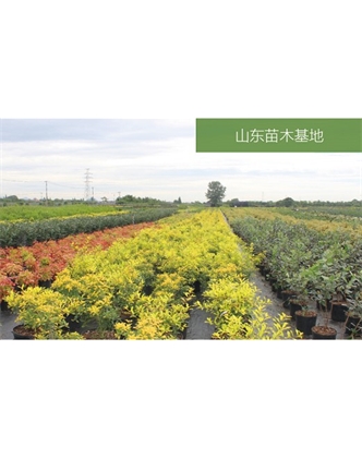 標題：苗木基地
瀏覽次數：2347
發(fā)表時(shí)間：2020-10-17