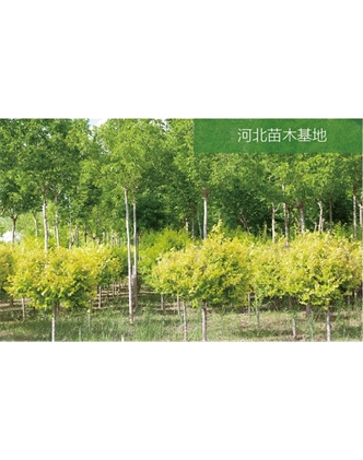 標題：苗木基地
瀏覽次數：2310
發(fā)表時(shí)間：2020-10-17