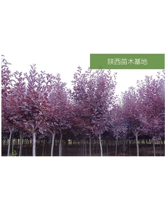 標題：苗木基地
瀏覽次數：2322
發(fā)表時(shí)間：2020-10-17