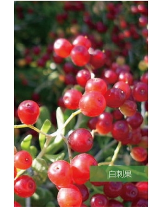 標題：名貴樹(shù)種
瀏覽次數：1725
發(fā)表時(shí)間：2020-10-17