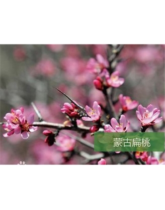 標題：名貴樹(shù)種
瀏覽次數：1678
發(fā)表時(shí)間：2020-10-17