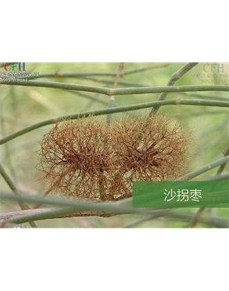 標題：名貴樹(shù)種
瀏覽次數：1633
發(fā)表時(shí)間：2020-10-17