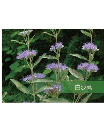 標題：名貴樹(shù)種
瀏覽次數：1576
發(fā)表時(shí)間：2020-10-17