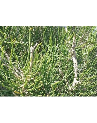 標題：名貴樹(shù)種
瀏覽次數：1766
發(fā)表時(shí)間：2020-10-17
