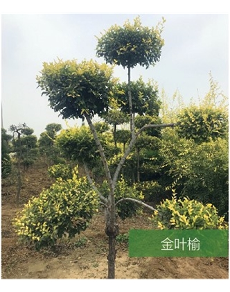 標題：名貴樹(shù)種
瀏覽次數：1629
發(fā)表時(shí)間：2020-10-17