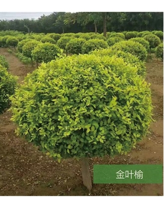 標題：名貴樹(shù)種
瀏覽次數：1737
發(fā)表時(shí)間：2020-10-17