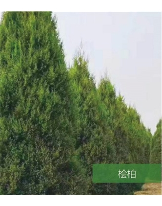 標題：名貴樹(shù)種
瀏覽次數：1656
發(fā)表時(shí)間：2020-10-17
