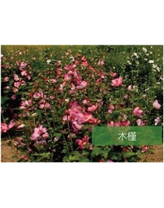 標題：?jiǎn)坦嗄?瀏覽次數：1633
發(fā)表時(shí)間：2020-10-17