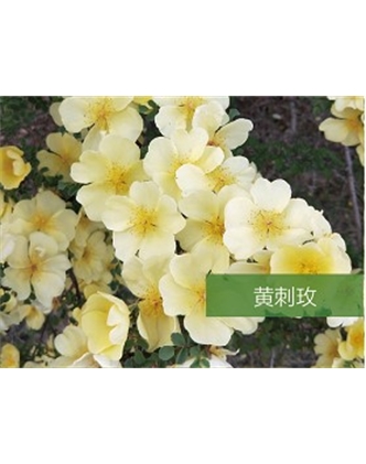 標題：?jiǎn)坦嗄?瀏覽次數：1454
發(fā)表時(shí)間：2020-10-17