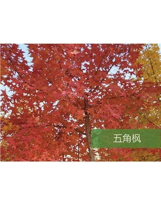 標題：?jiǎn)坦嗄?瀏覽次數：1597
發(fā)表時(shí)間：2020-10-17
