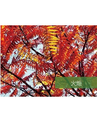 標題：?jiǎn)坦嗄?瀏覽次數：1533
發(fā)表時(shí)間：2020-10-17