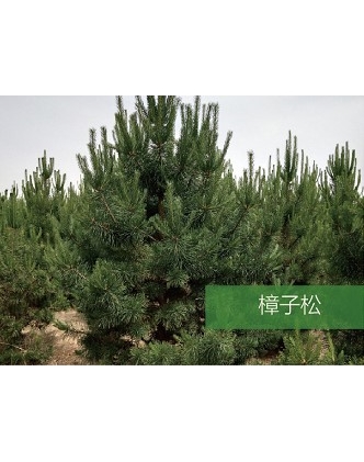 標題：?jiǎn)坦嗄?瀏覽次數：1633
發(fā)表時(shí)間：2020-10-17
