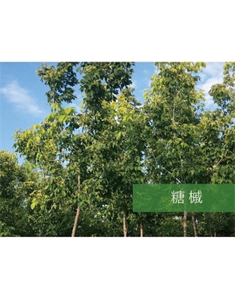 標題：?jiǎn)坦嗄?瀏覽次數：2175
發(fā)表時(shí)間：2020-10-17