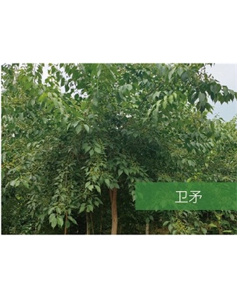 標題：?jiǎn)坦嗄?瀏覽次數：2134
發(fā)表時(shí)間：2020-10-17