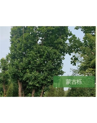 標題：?jiǎn)坦嗄?瀏覽次數：2069
發(fā)表時(shí)間：2020-10-17